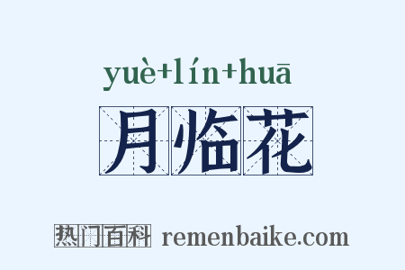 月临花是什么意思的图片